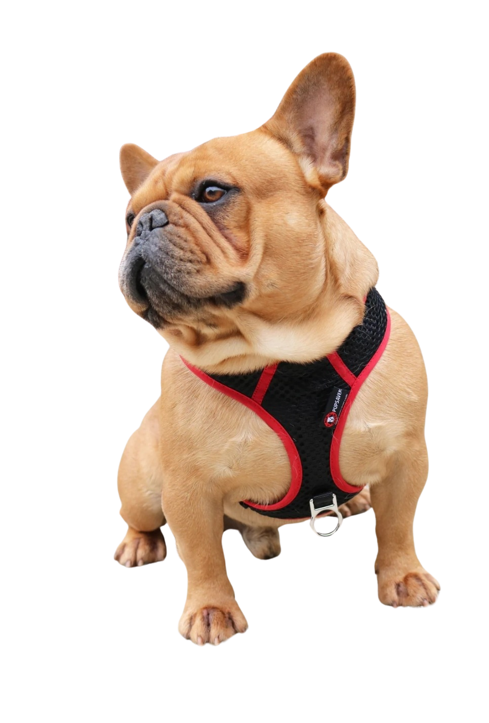 PupSaver Compatible Harnesses - Black With Red Trim