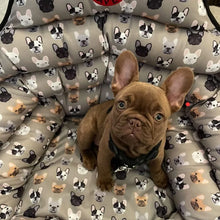 PupSaver French Bulldog