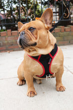 PupSaver Compatible Harnesses - Black With Red Trim