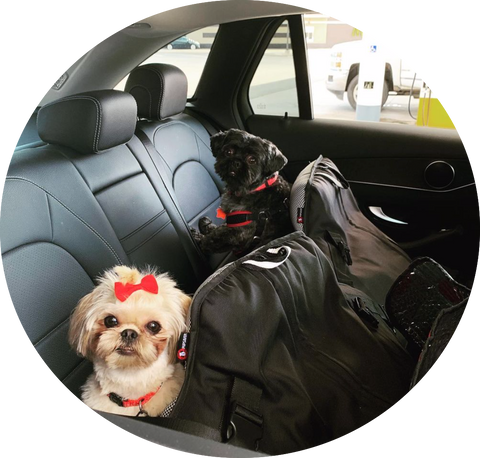  Styubn Small Dog Car Seat with Seat Belt,Brown Bear Standing  Puppy Cat Booster Car Seat with Clip-On Safety Leash and PVC Support Pipe,  Anti-Collapse,Perfect for Small Pet : Pet Supplies