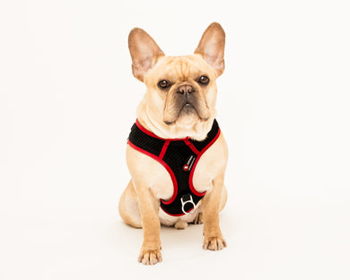 PupSaver Compatible Harnesses - Black With Red Trim
